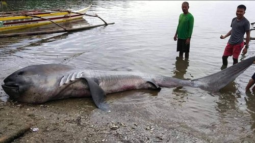 An extremely rare 15-foot megamouth shark has washed ashore