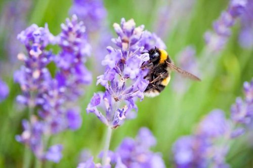 How to Care for Lavender Plants