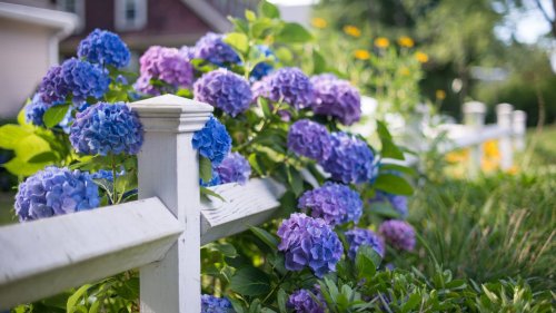 Hydrangea planting tips to try out in your garden