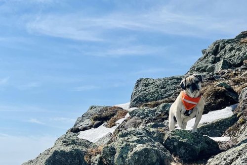 A pug named Woof has climbed all 48 4,000-ft mountains in New Hampshire