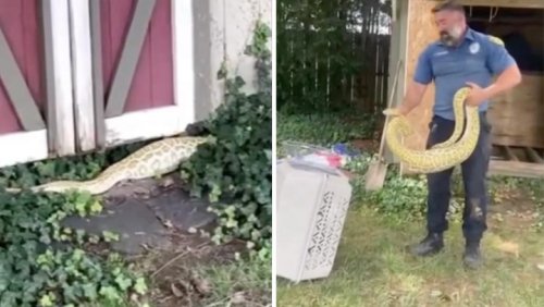 Eight-foot Burmese python which had just feasted on possum found in New Jersey back garden | Flipboard
