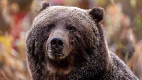 Massive 450-Pound Grizzly Known as ‘The Boss’ Takes a Rare Trip to Canmore