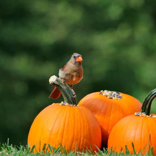 Don't Trash Those Pumpkins! Here's How To Recycle Them
