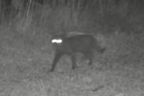 Can anyone identify this mystery animal that was spotted on a Florida trail cam?