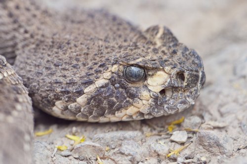 This rattlesnake's look is so wild, even experts had to do a double take