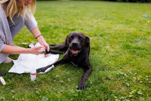 Essential items to keep in your dog first aid kit, according to a vet