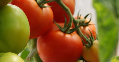 How to grow tomatoes in your backyard garden like a pro