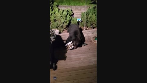 Bear Gets Paws on Bird Feeder, Enjoys Late-Night Feast on Iowa Deck