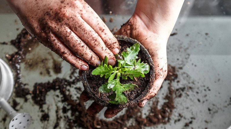 The Real Differences Between Potting Soil And Garden Soil