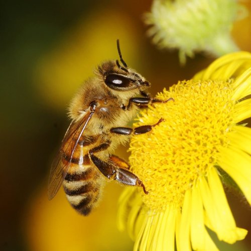It’s Honey Bee Day! Here's How To Help Bees in Your Yard