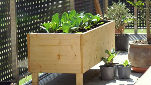 Building a raised garden bed? What to know before starting