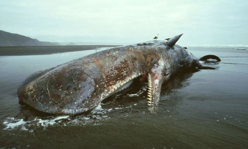 What Happens To Whales When They Die? — Plus More About Marine Mammals