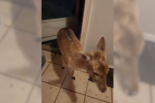 Heartwarming: A deer followed some dogs running for shelter to escape a tornado