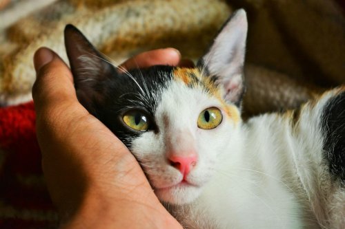 How to Recognize the Turning Point in a Cat’s Trust