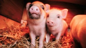 This Video of Baby Piglets Playing Around is the Cutest Thing You’ll See All Day!