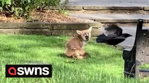 Cheeky crow annoys fox by repeatedly pecking at its bum as it enjoys the sun