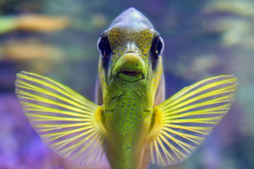 Interesting Facts about Fish Most People Don't Know