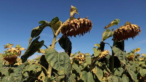 Europe's drought could be the worst in 500 years, warns researcher"Just to give you an idea the 2018 drought was so extreme that, looking back a...