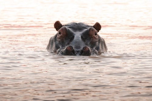 Watch: Tourists had a terrifying encounter with a charging hippo in Botswana