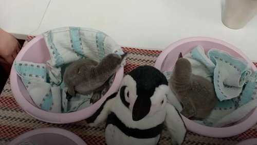 Toy penguin helps look after chicks named in honour of Platinum Jubilee