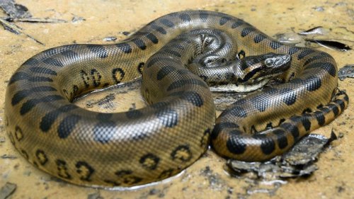 What Is the Biggest Snake in the World? — Plus More About Snakes
