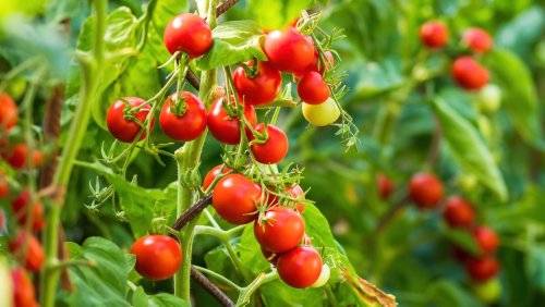 Savvy Tips For Growing Healthy Tomatoes In Your Garden