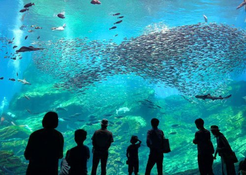 The Age of Aquariums?