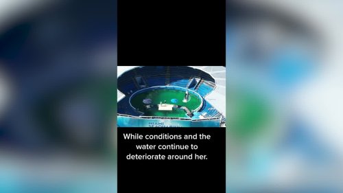 Heartbreaking footage shows animals at Miami Seaquarium in tiny pools just METRES away from the ocean