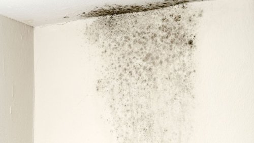 How Bad Is Black Mold, Really? — Plus How to Get Rid of It & More Moldy Facts
