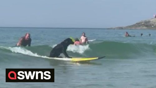 Beachgoers did a double take after spotting a dog going for a SURF