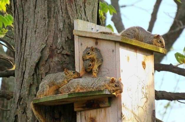 Hilarious Squirrel Pictures to Make You Laugh