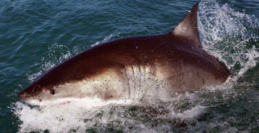 4th of July shark attacks and fireworks mishaps are stunning the internet