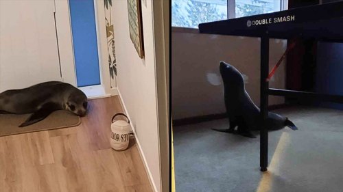 A young seal broke into a New Zealand home - see the photos