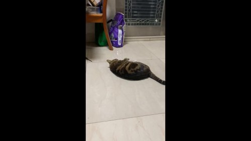 China: A Rebellious Cat
