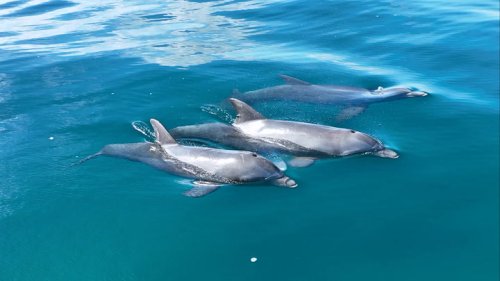 Dolphins glide through Floridian waters in stunning drone footage