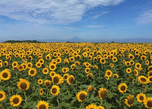 Here Are Japan's Prettiest Summer Flower Fields