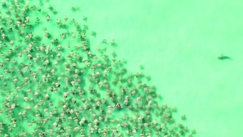 Incredible moment sharks hunts among hundreds of stingray captured by drone