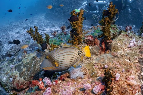 Don't mess with this triggerfish—One diver just found out the hard way