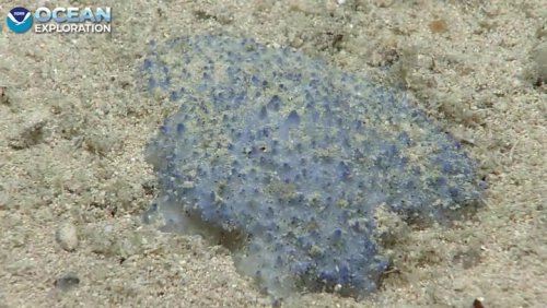 Scientists discover mysterious 'blue goo' organism on ocean floor in Caribbean