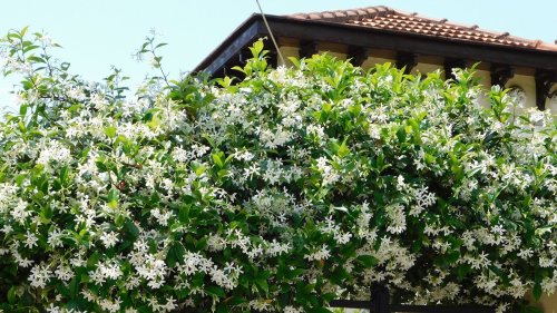 These climbing plants are perfect for time-short gardeners 