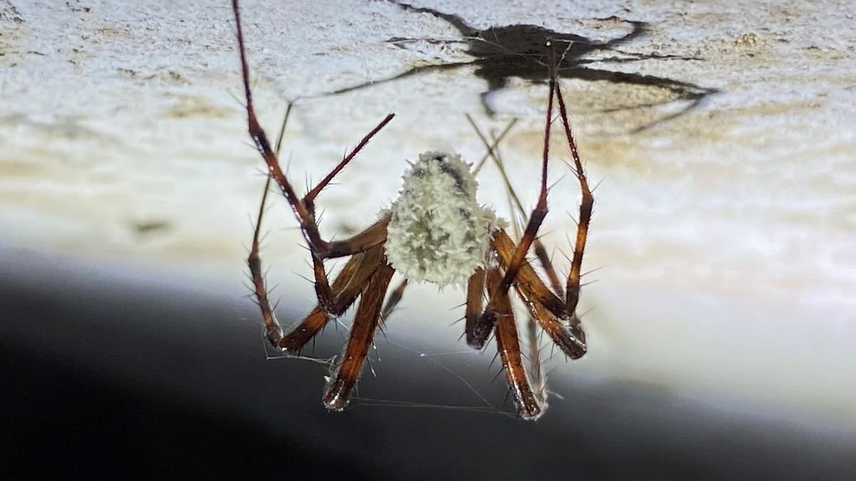 Scientists Discover New 'Zombie' Fungus That Controls and Kills Spiders | Flipboard