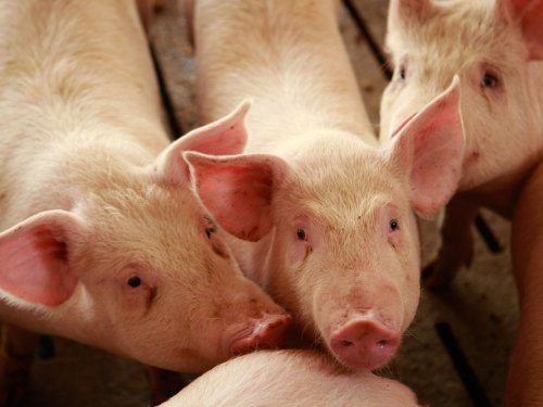 How Using Antibiotics In Animal Feed Creates Superbugs