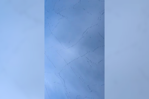 'Goose ASMR:' Everyone in Iowa was mesmerized by these migrating geese