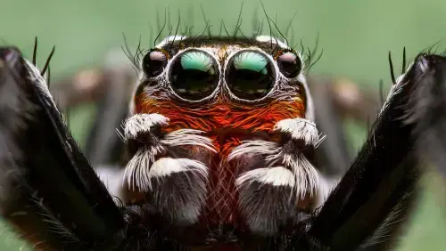 Magazine - Arachnophobia & The Rational Fear of Spiders!