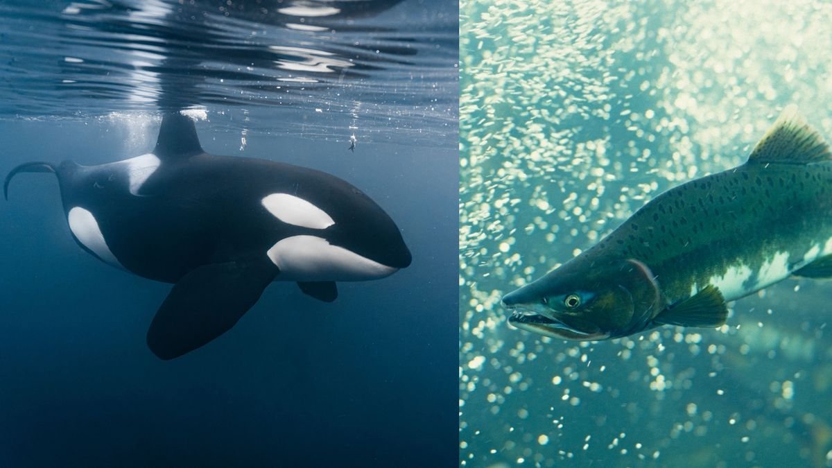 Orcas Revive 'Salmon Hat' Trend After Nearly 40 Years, Mystifying ...