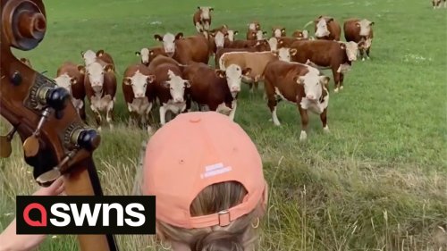 Herd of cows rushes down a field to enjoy free jazz performance