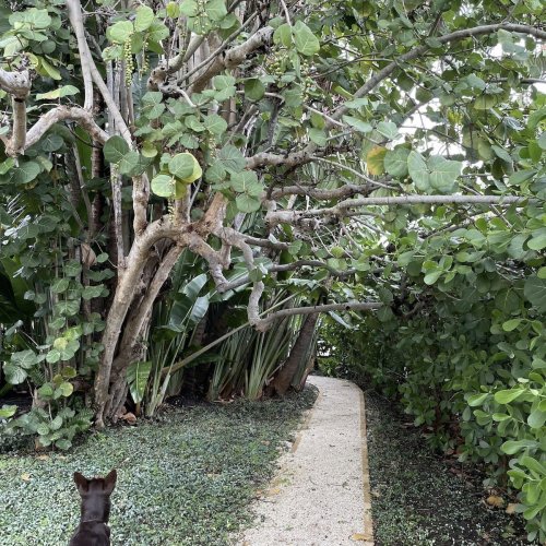 Take a closer look: Can you spot the hidden iguana in this photo?