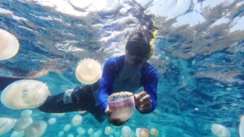 Jellyfish invasion disrupts Venezuela’s fishing and tourism