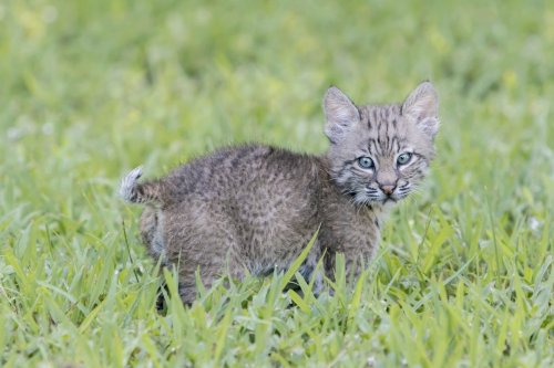 Watch a man get stalked and hunted by the cutest baby bobcat