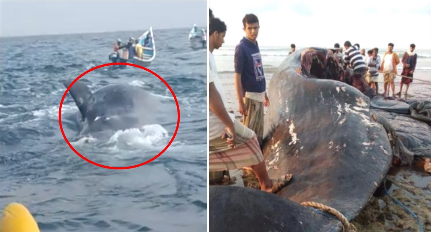 Fishermen make 'wonderful' $2 million find in stomach of whale